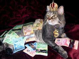 photo of a cat with a crown and a pack of scattered euros