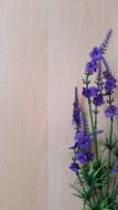 violet flowers white wall