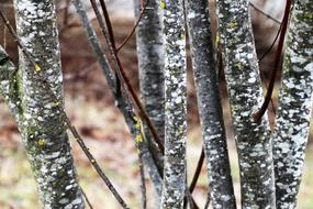 Tree Speckled Nature