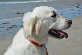 portrait of Golden Retriever Dog on a beach