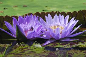 Puddle Lotus Flower pond