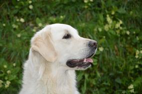 profile of a white dog on a background of green grass