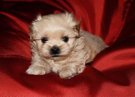 cute puppy on the red background