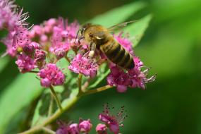 Bee Collect Spierstrauch flowers