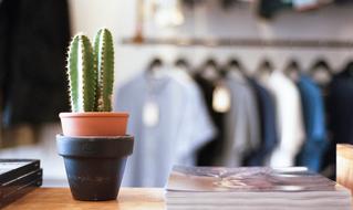 Green cactus in the pot on the table with the clothes on background in the store