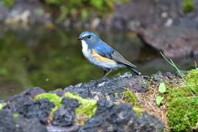 Outdoors Wild Animals