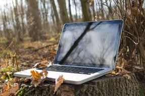 Laptop on a stump in the forest