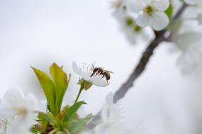 honey bee on a snow-white bloom on a blurred background