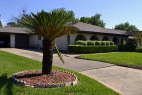 palm Tree on Lawn at path