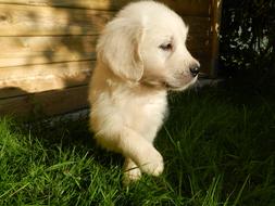 Puppy Dog Golden and green grass