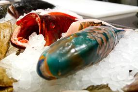Fish Counter