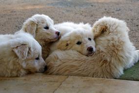 Maremmano White dogs