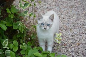 Cat Cotton and green leaf