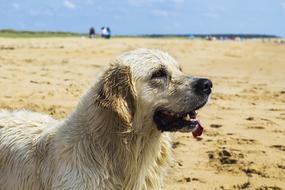 Dog Golden Retriever on beach