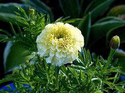 Flower with Cream-Colored petals
