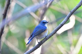 Bird Natural Wild blue