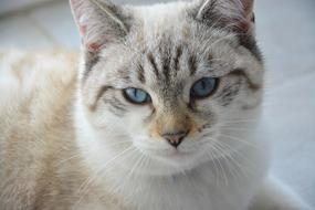 cute beige cat with blue eyes