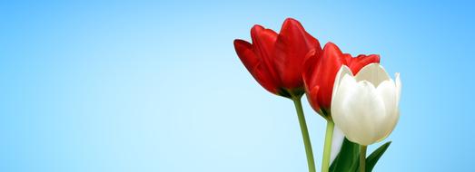 photo of two red and one white tulip on a blue background