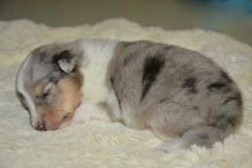 Puppy Baby Shetland drawing