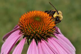 Bee on pink coneflower
