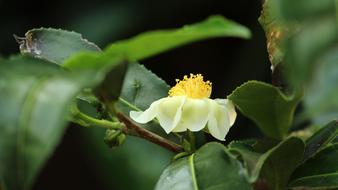 blooming delicate flower in spring
