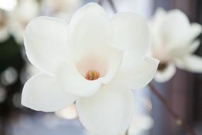 Beautiful white magnolia flowers in spring