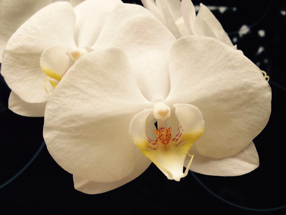 Orchid White Flower