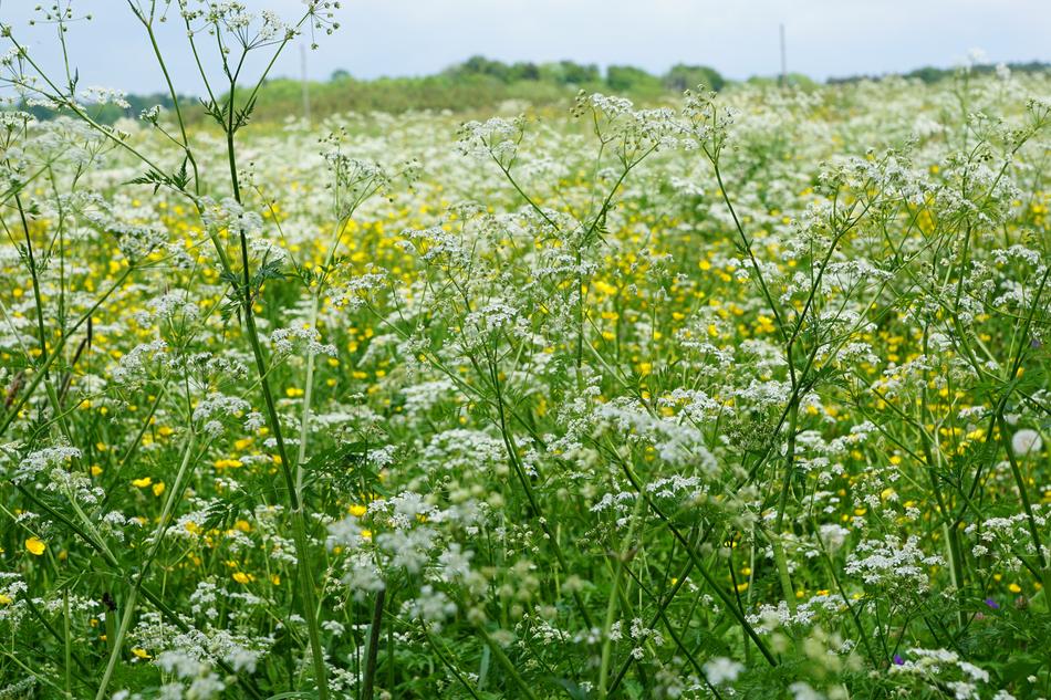 P Meadow Field