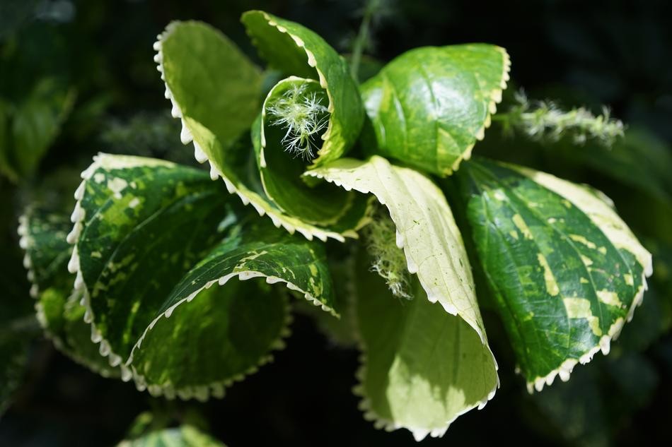 Copper Leaf Acalypha Amentacea