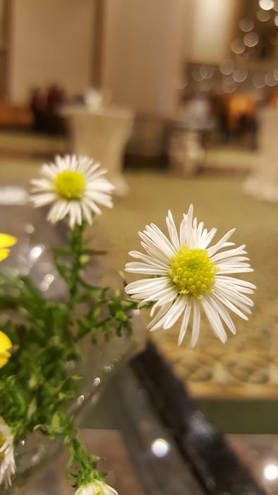 Small Flower White