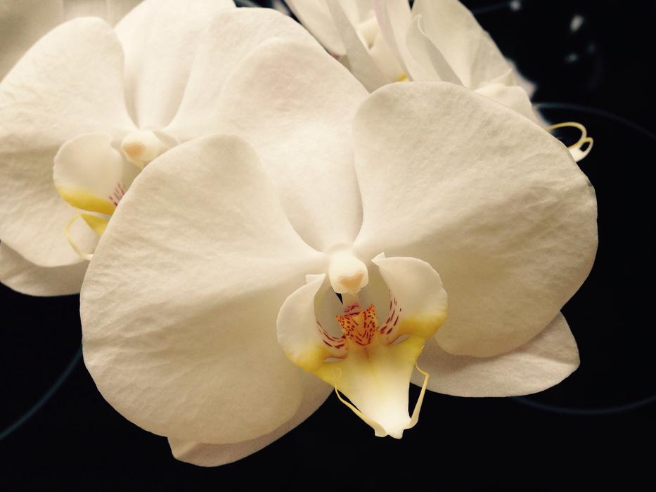 Orchid White Flower
