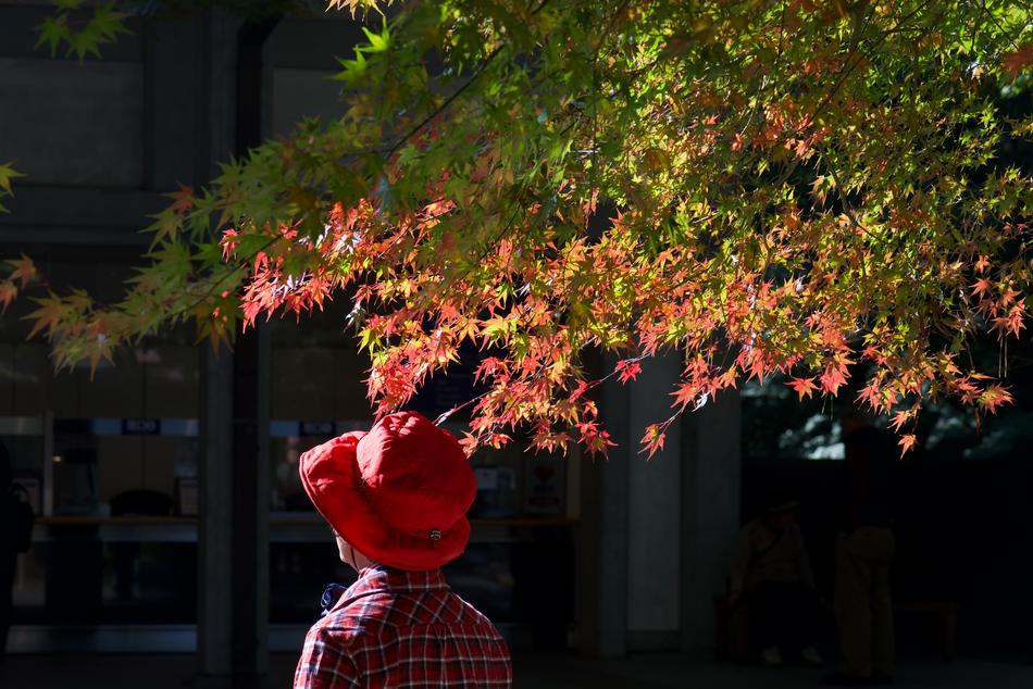 Autumn Woman Nature