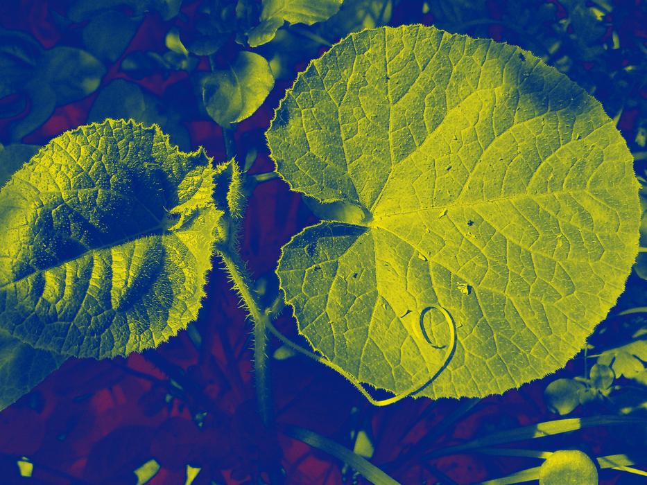 Nature Beauty Beau