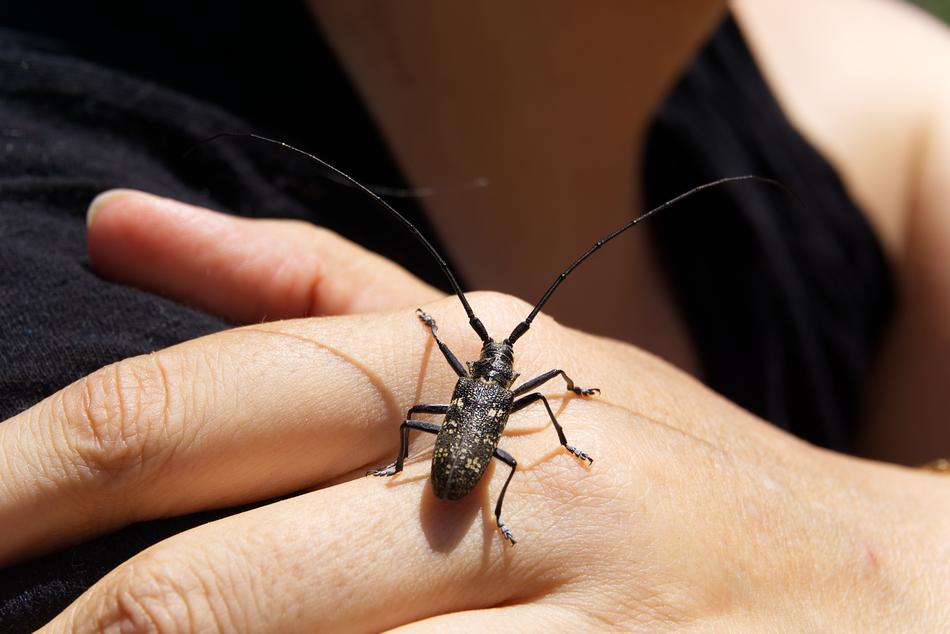 Insect on Hand skin