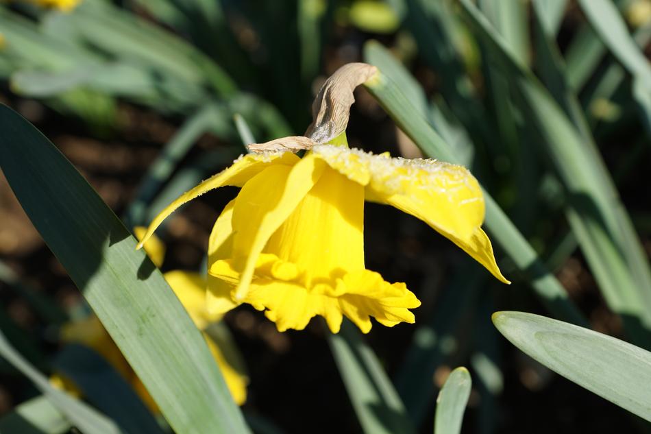 yellow daffodil bud, close-up
