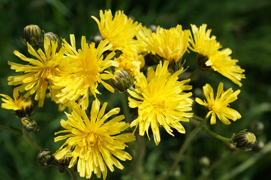 creative photo of yellow flowers