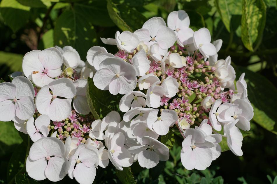 Flower White Plant