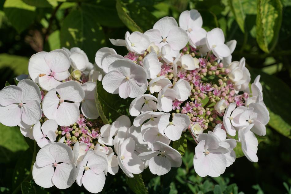 Flower White Plant Botanical
