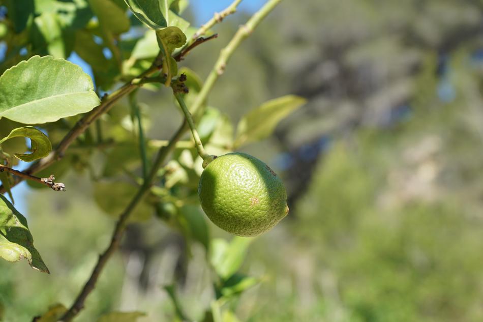 green fruit on the leaves of trees