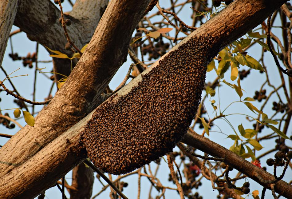 big beehive on a tree branch
