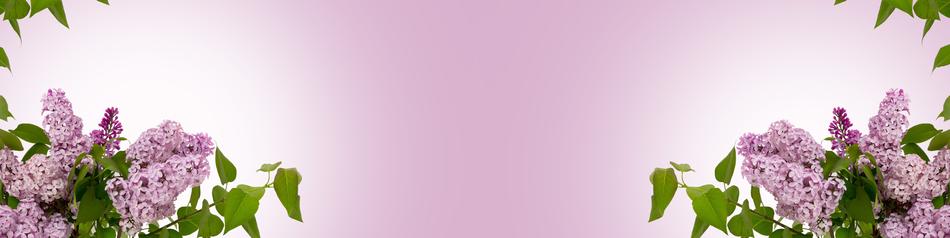 Spring Background Lilac