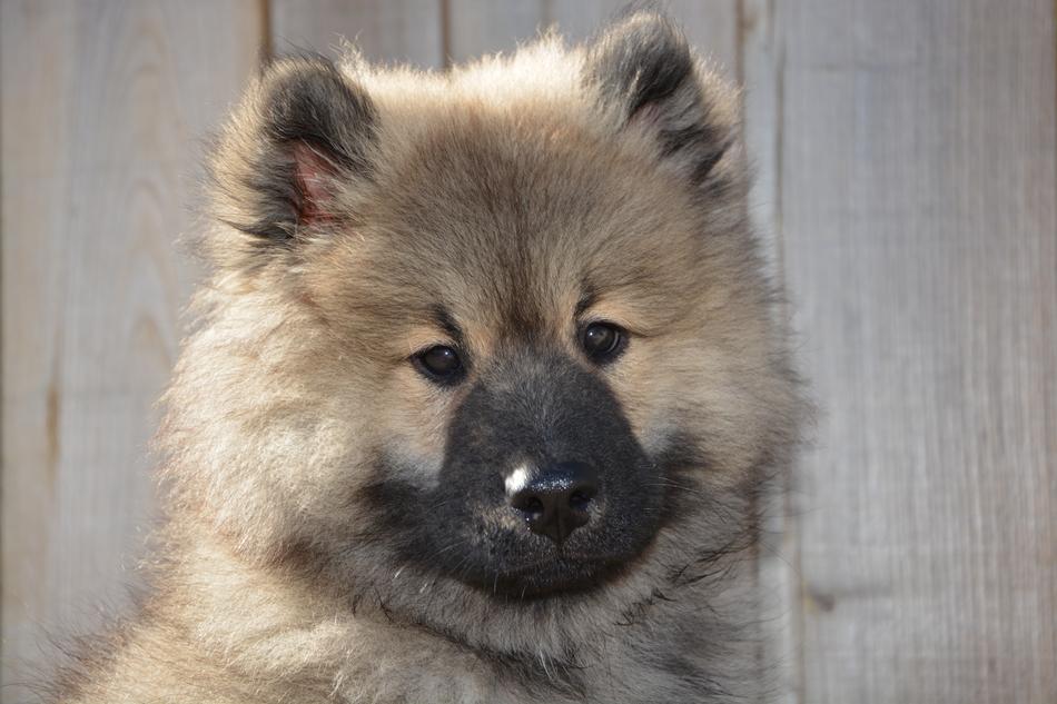 splendid Dog Eurasier