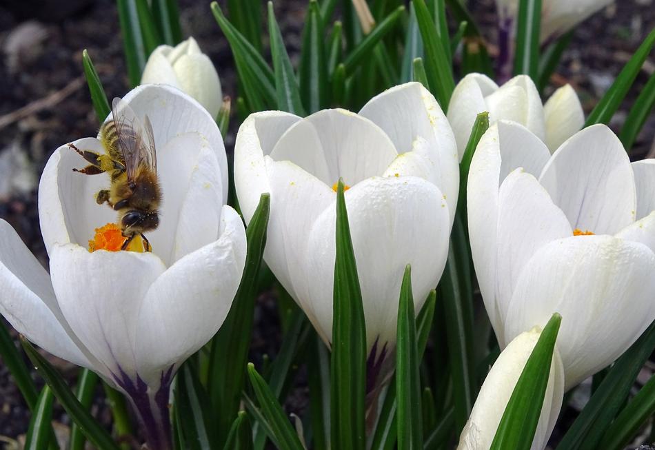 Crocus Frühlingsblüher and bee