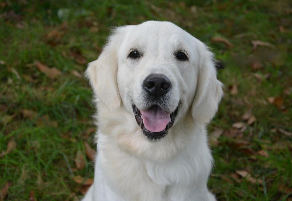 Dog Golden Retriever white