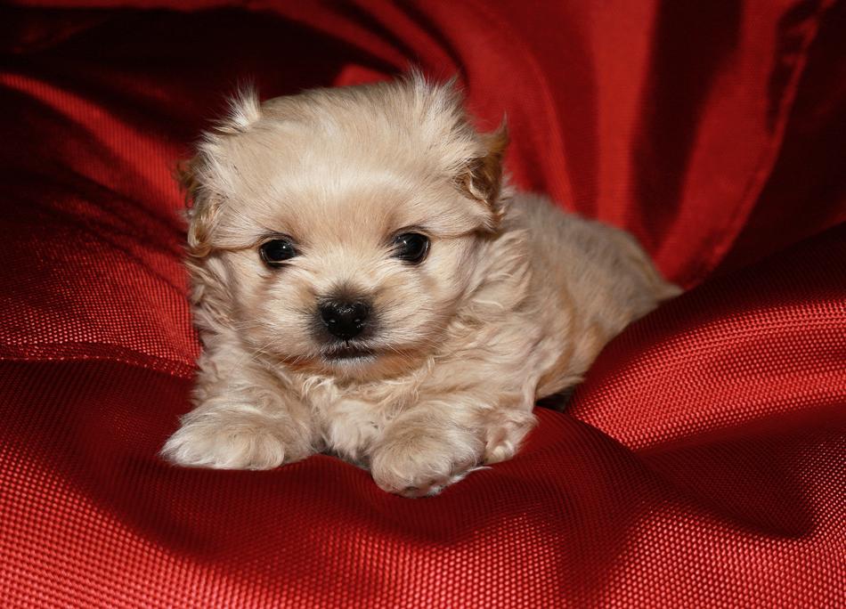 cute puppy on the red background