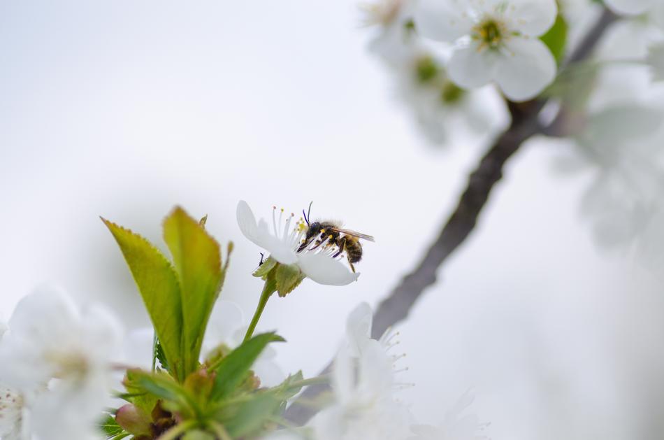 honey bee on a snow-white bloom on a blurred background