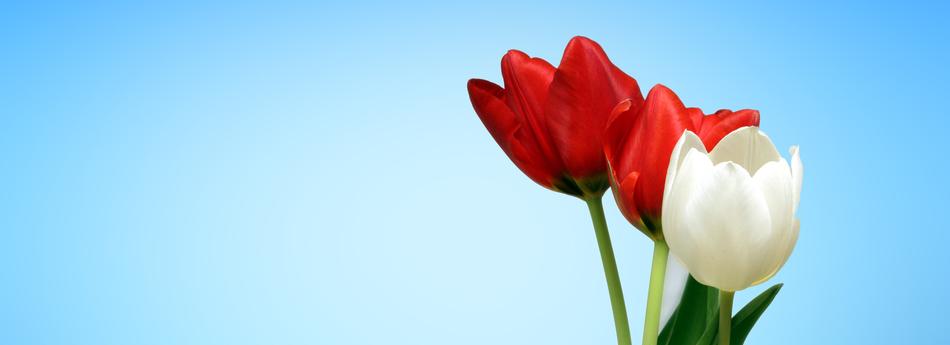 photo of two red and one white tulip on a blue background