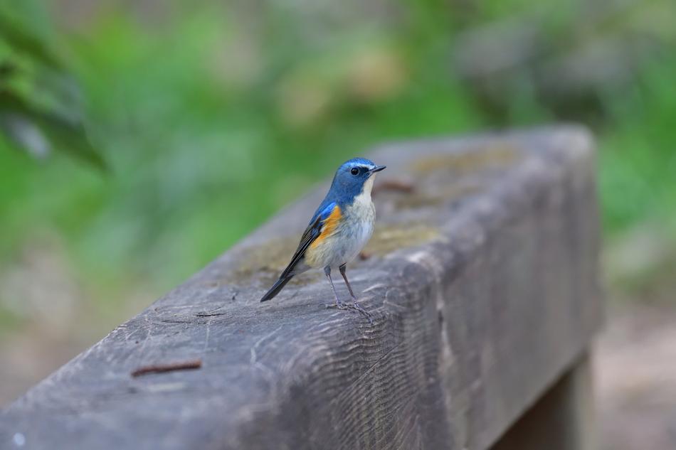 bird on a concrete slab on a blurred background