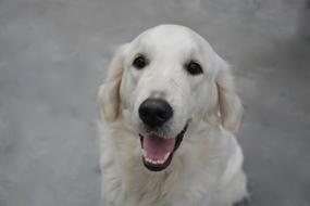 Beautiful White Golden Retriever