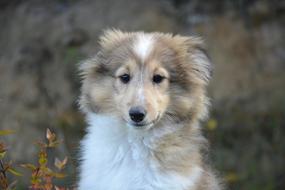 photo of cute shetland shepherd puppy